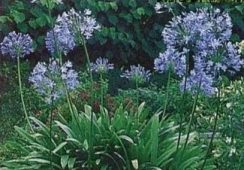 Agapanthus Africanus (umbellatus)