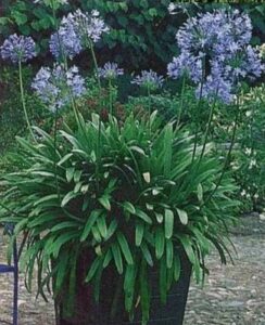 Agapanthus Africanus (umbellatus)