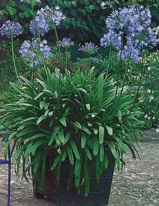 Agapanthus Africanus