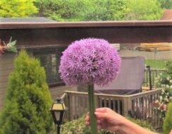 Allium Globemaster