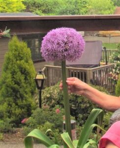 Allium Globemaster