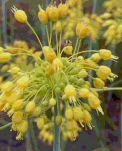 Allium Flavum