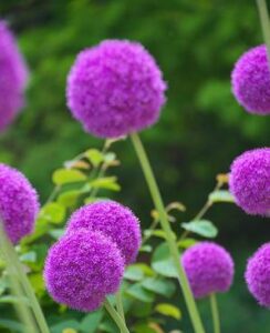 Allium Giganteum