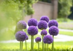 Allium Gladiator
