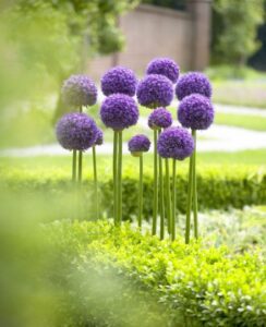 Allium Gladiator