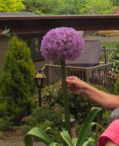Giant Allium Collection