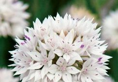 Allium Amplectens Graceful Beauty