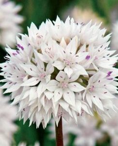 Allium amplectens Graceful Beauty