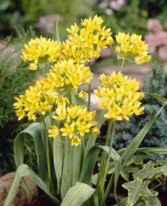 Allium Moly