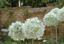 Allium Mount Everest