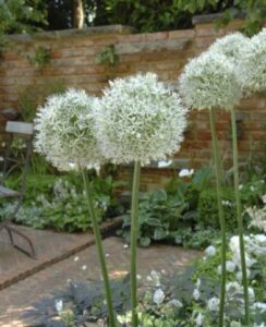 Allium Mount Everest