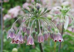 Allium Nectaroscordum