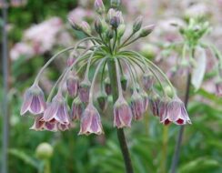 Allium Nectaroscordum