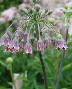 Allium Nectaroscordum