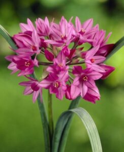 Allium Oreophilum