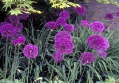 Allium Purple Sensation