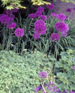 Allium Purple Sensation