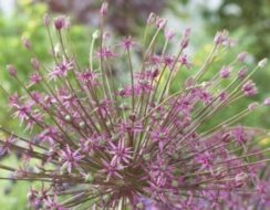 Allium Schubertii