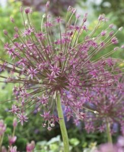 Allium Schubertii