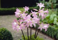 Amaryllis Belladonna