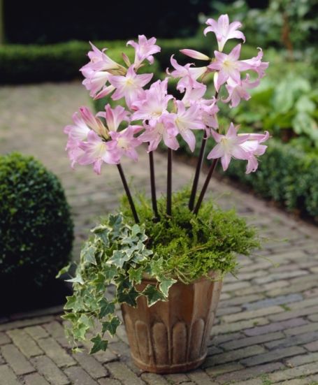 planting amaryllis belladonna bulbs