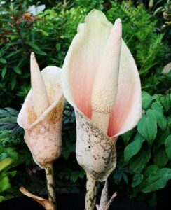 Amorphophallus Bulbifer