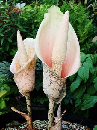 Amorphophallus Bulbifer