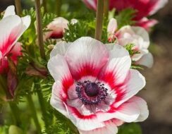 Anemone De Caen, Bicolor