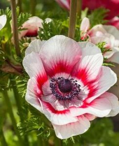 Anemone de Caen, Bicolor