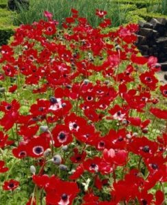 Anemone de Caen, Hollandia