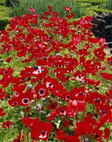 Anemone de Caen, Hollandia - Anglia Bulb Company