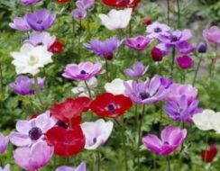 Anemone De Caen Mix