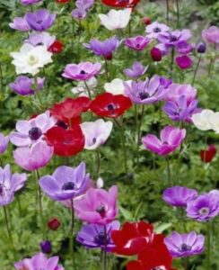 Anemone de Caen Mix