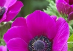 Anemone De Caen, Sylphide