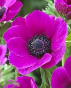 Anemone de Caen, Sylphide