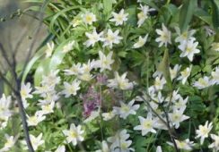 Anemone Nemorosa