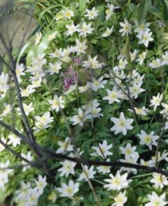 Anemone Nemorosa