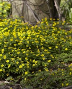 Anemone Ranunculoides