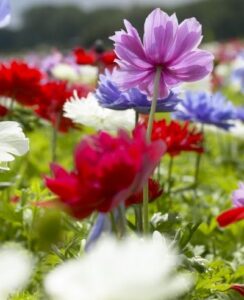 10 Free Anemone St Brigid