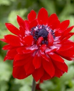 Anemone St Brigid, Governor