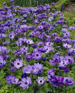 Anemone St Brigid, Lord Lieutenant