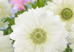 Anemone St Brigid, Mount Everest
