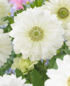 Anemone St Brigid, Mount Everest