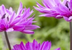 Anemone St Brigid, Admiral