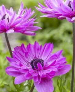 Anemone St Brigid, Admiral