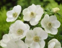 Anemone de Caen, The Bride