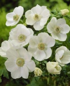 Anemone de Caen, The Bride