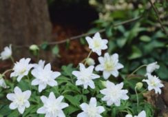 Anemone Vestal