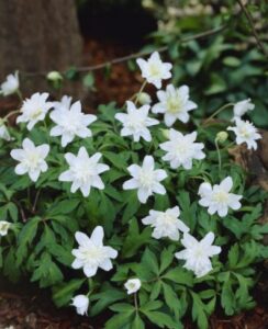 Anemone Vestal