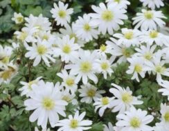 Anemone Blanda White Splendour